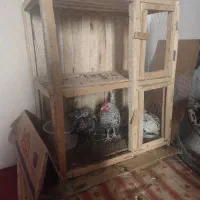 مرغ وخروس|حیوانات مزرعه|جوادآباد, |دیوار