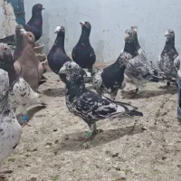 ۲۰ عدد کوهی|پرنده|کارون, |دیوار