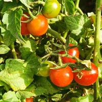 گوجه ریز عالی