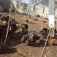 حیوانات مزرعه