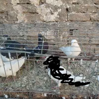 8تا حیون خوب پرشی همش 2