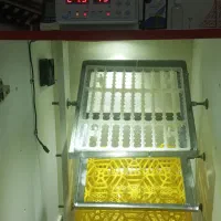 دستگاه جوجه کشی