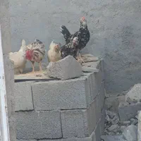 مرغ وخروس