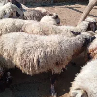 میش جوان آبستن به فروش می رسد|حیوانات مزرعه|رستم, |دیوار