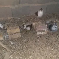 پرنده