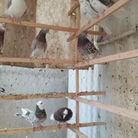 کفتر|پرنده|تهران, دستغیب|دیوار