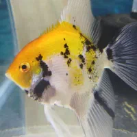 آنجل کوی مولد