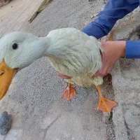 مرغ اردک  دونه ی ۵۰۰ هزار تومان