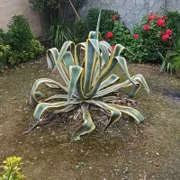 گل خنجری یا آگاو ابلق