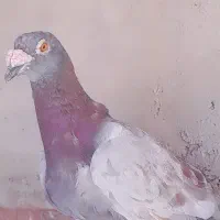 سلام خدمت‌دوستان‌عزیز