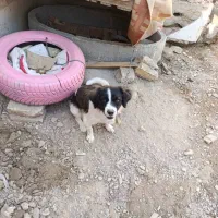 سگ معاوضه با کفتر