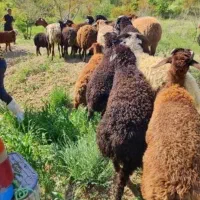 گوسفندصحرا بوده قیمت پایین تر از همه جا بره‌کوهی