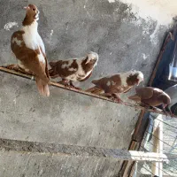 ککیلی|پرنده|اردبیل, |دیوار