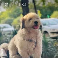 سگ شیتزو نر