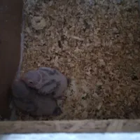 جوجه گرینچیک آناناسی