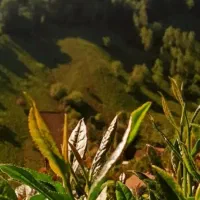 پخش چای بهاره