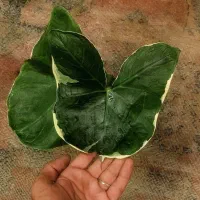 گیاه آپارتمانی