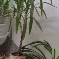 یوکا،پتوس،پاندانوس