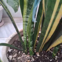 گل سانسوریا|گل و گیاه طبیعی|الوند, |دیوار