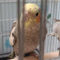 عروس هلندی نر نژاد سینامون ۸ ماهه|پرنده|تاکستان, |دیوار