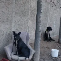 سگ پیت بول رودفایر|سگ|رباط‌کریم, شترخوار|دیوار