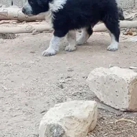 واگذاری توله قدرجونی دوماه بشرت