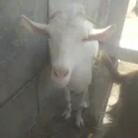بز سانن