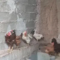 چند خروس محلی به فروش می‌رسد