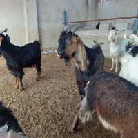 کهره|حیوانات مزرعه|آبپخش, |دیوار