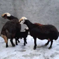 یک راس قوچ یک راس شیشک بابره