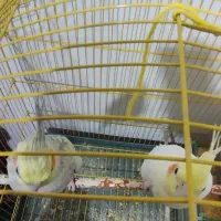 عروس هلندی و مرغ عشق|پرنده|بیرجند, |دیوار