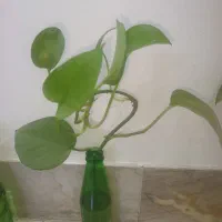 گل وگیاه