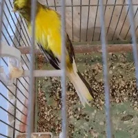 قناری نر کشیده ابلق