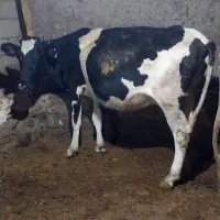 گاوشکم اول باگوساله نر