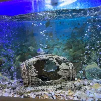 آکواریوم