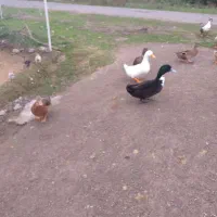 فروش اردک محلی و اسرائیلی|حیوانات مزرعه|ماسال, |دیوار