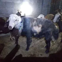 قوچ پلنگی