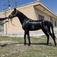 اسب آخال تکه ترکمن خالص مدارک کامل