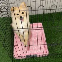 پامرانین روباهی ماده