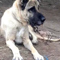 سگ سرابی