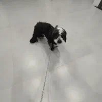 سگی خونگی باهوش ماده