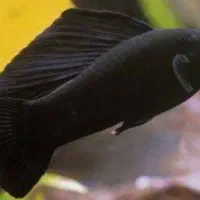 ماهی اکواریوم...معاوضه با پرنده