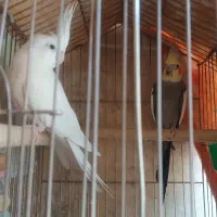 فروش عروس با جوجه وقفس ولونه