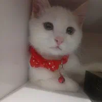 گربه های ملوس وبازیگوش