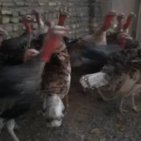 بوقلمون محلی