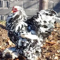 تخم نطفه دار برهما بلک متلد