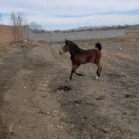 کرع مادیان پرخون