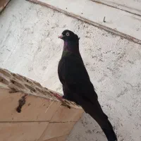 کبوتر زاغ آبادانی اصل