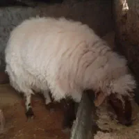 یه راس قوچ افشاری ۲ساله برای دامداری قیمت
