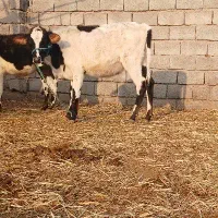 گوساله هلشتاین